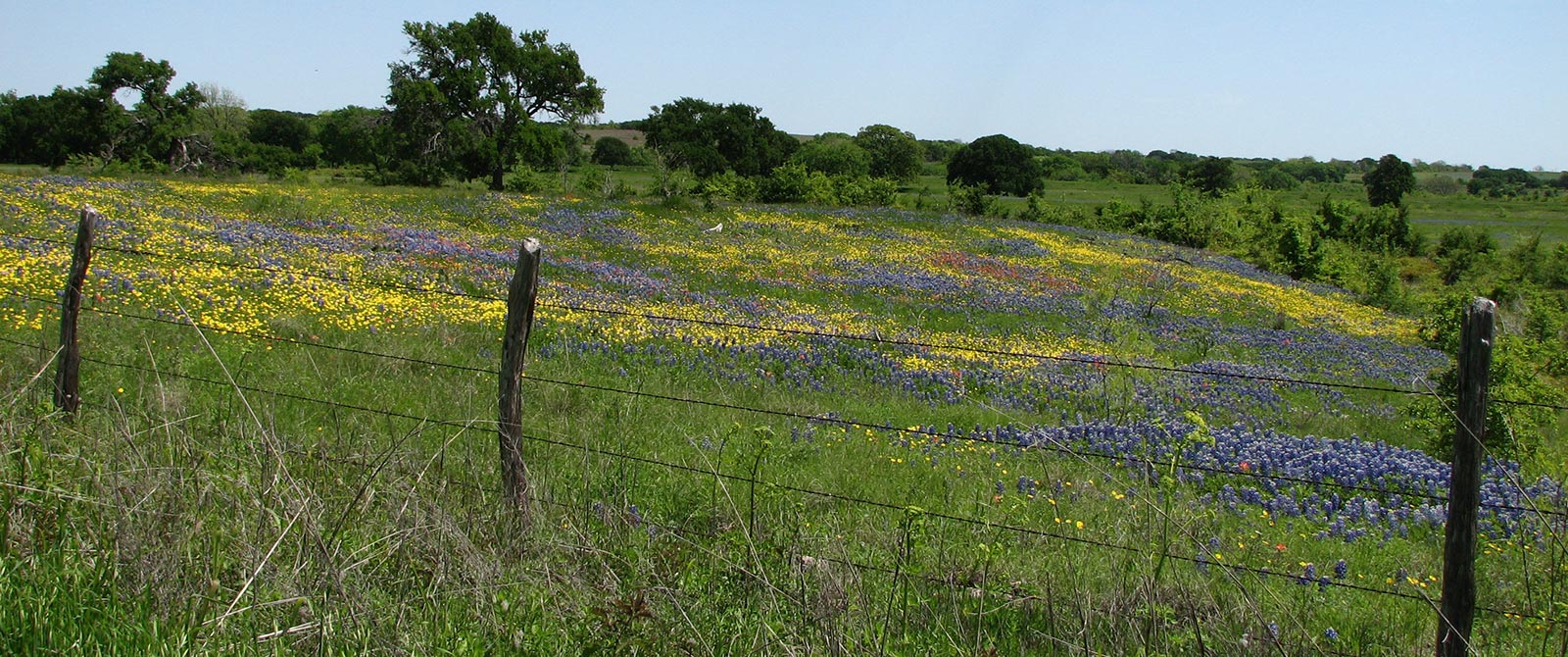 Texas Landscape