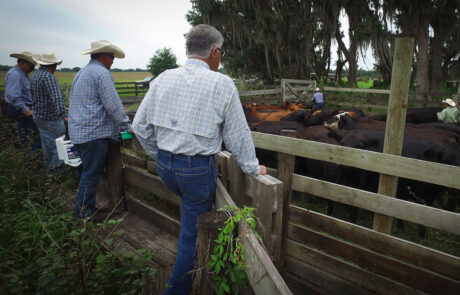 Four men looking into a cattle pen