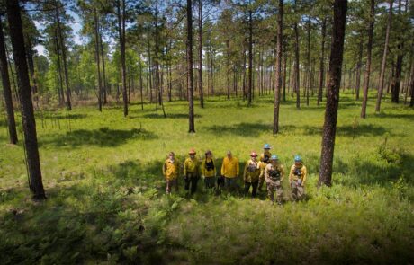 Group of people doing forest management