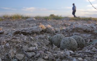 Mountain plover eggs