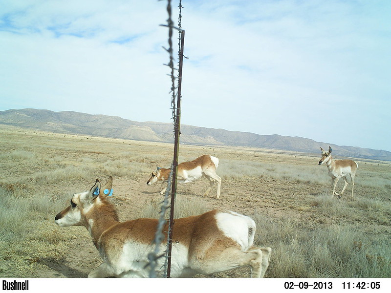 Pronghorn-friendly fence