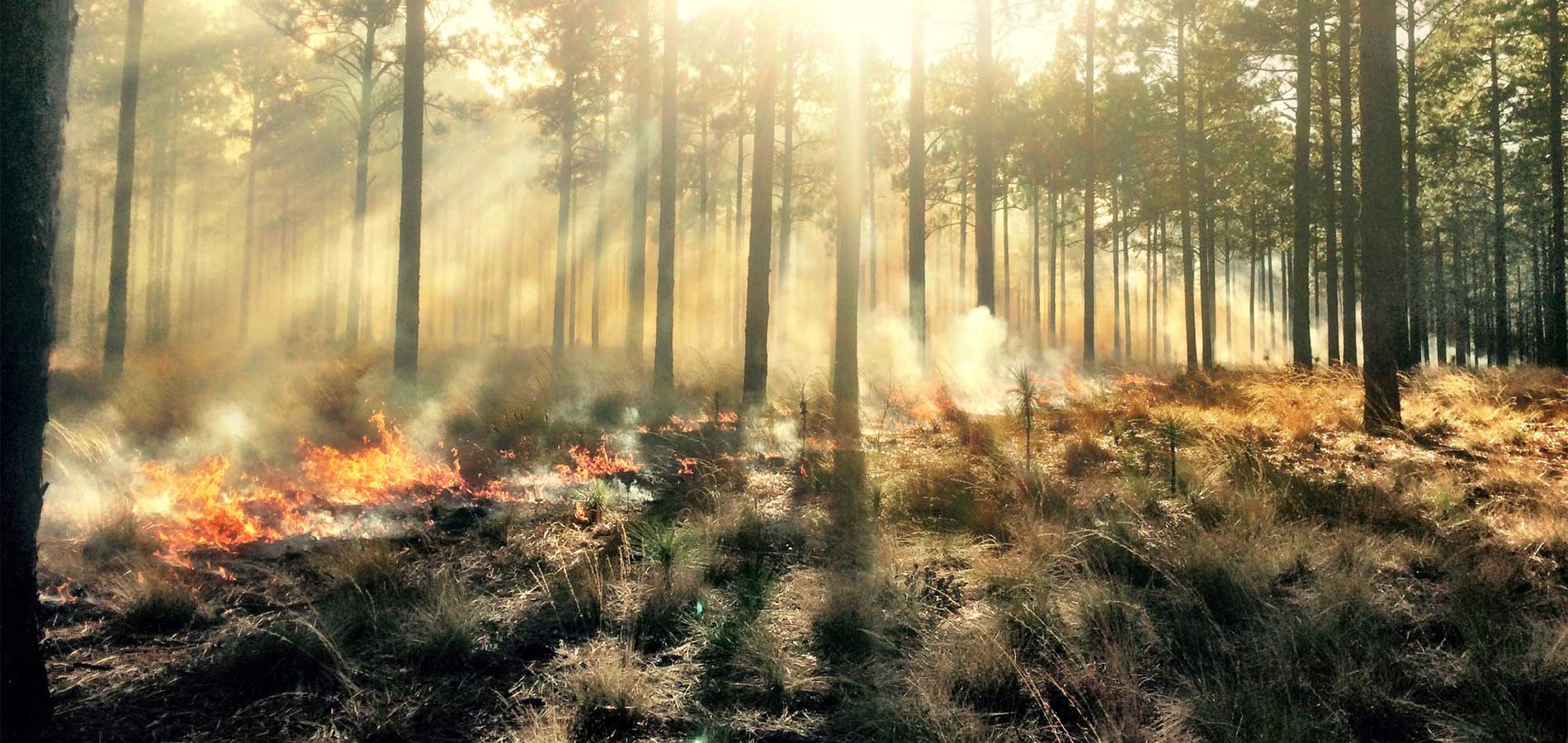 North Carolina Sandhills Conservation Partnership