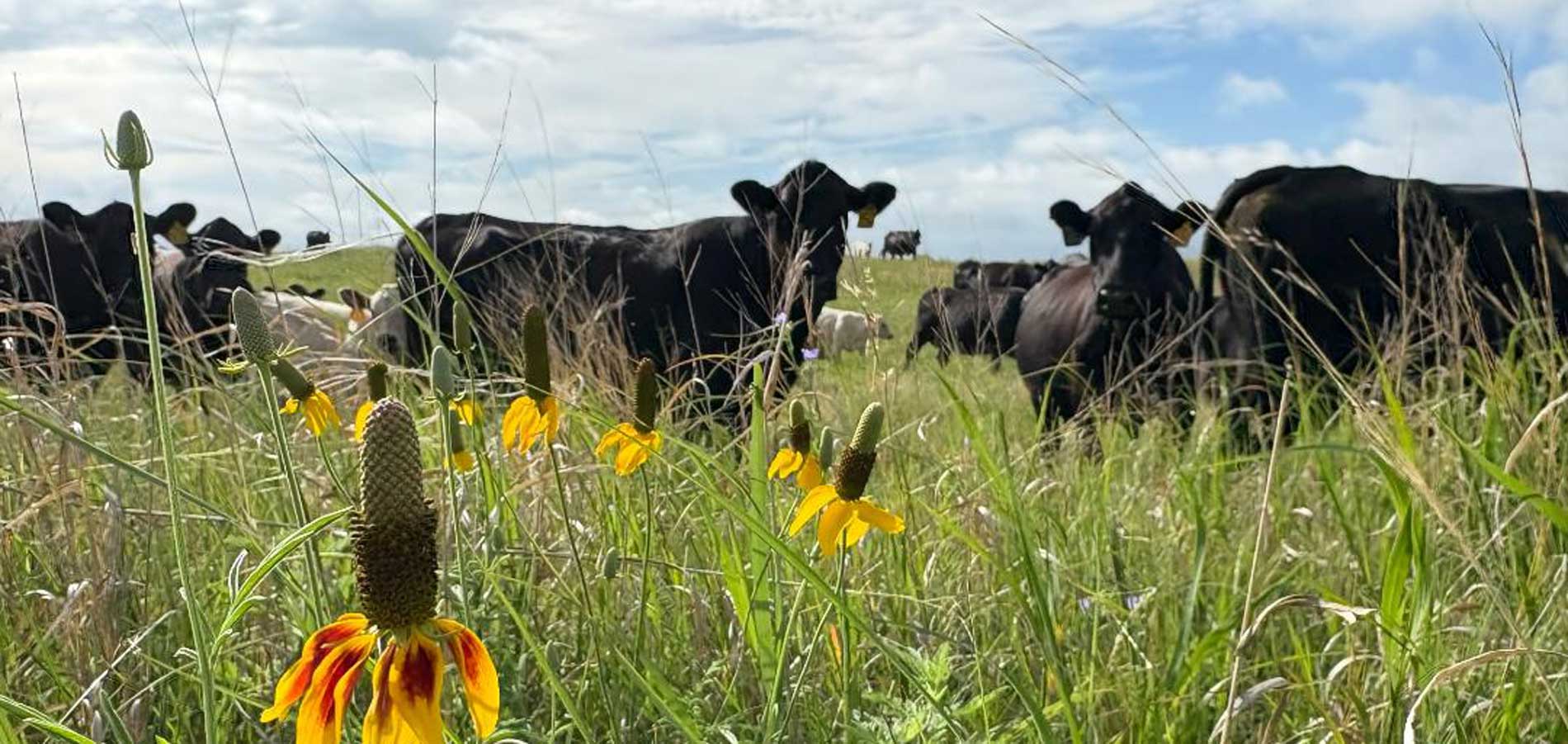 Nebraska Grassland Alliance